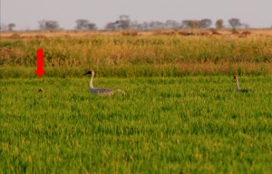 Brolga pair in rice crop with chick Jan 2013 Deniliquin NSW