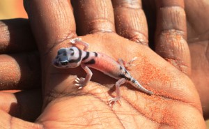 Pale Knob-tailed Gecko