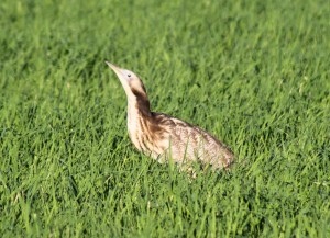 Australasian Bittern in young rice crop