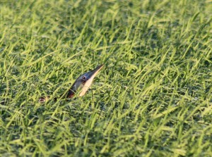 Australasian Bittern poking its head above the rice