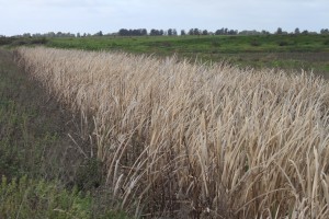 Coleambally Drainage Channel