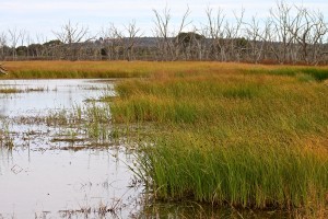 Campbell's Swamp, Griffith