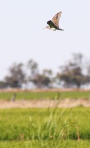 Australian Painted Snipe in flight over rice field MHERRING