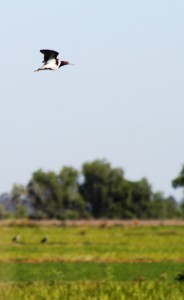 Australian Painted Snipe in fligth over rice field MHERRING